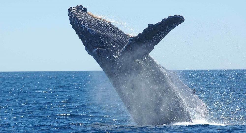 Circuit Animaux marins à Puerto Madryn