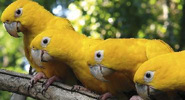 Visiter Parc aux oiseaux