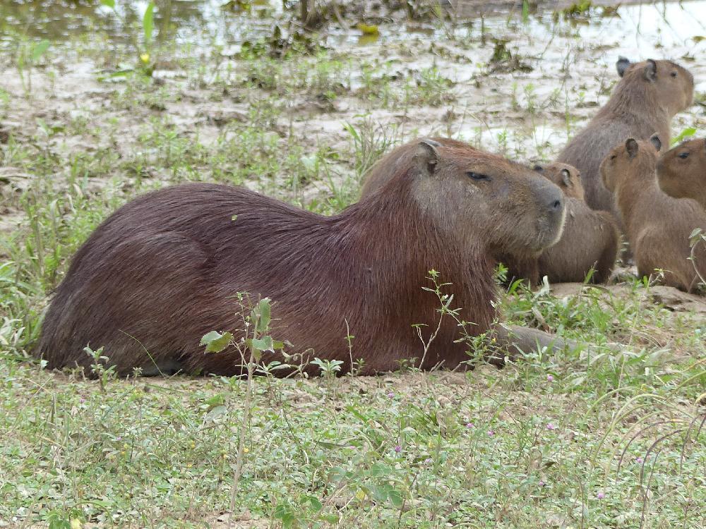 Pantanal : Campo Grande - Bonito
