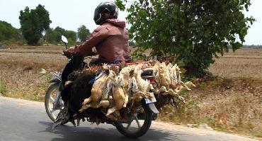 Voyage Cambodge : Visiter Kompong Chhnang