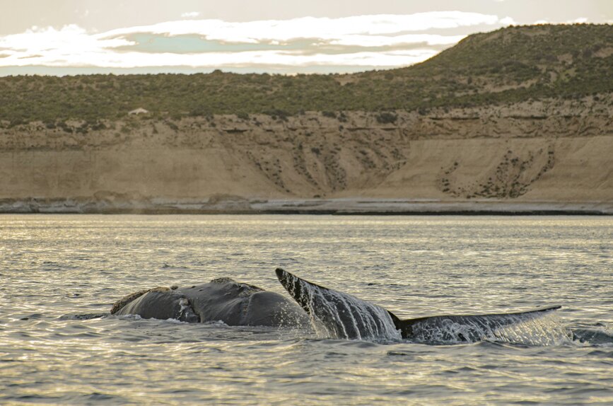 © Unsplash - Gonzalo Esteguy Péninsule de Valdès, classée UNESCO avec observation des baleines