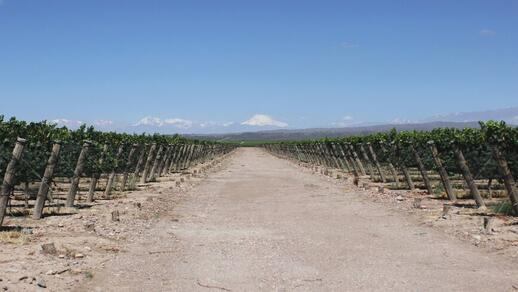 Visite des vignobles