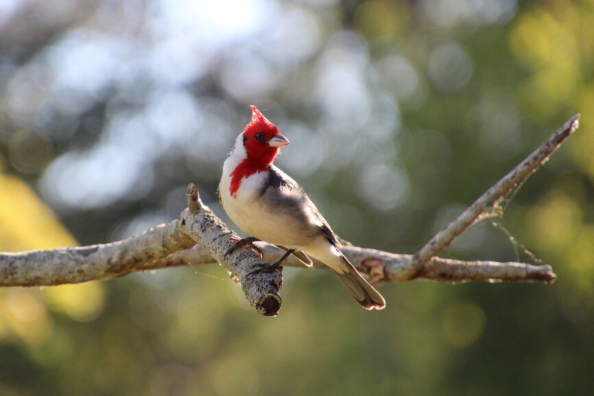 © Shutterstock - M. Etcheverry Esteros del Ibera