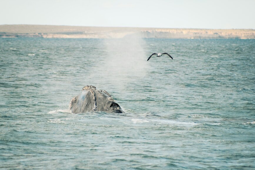 © Unsplash - Cristian Tarzi Puerto Madryn