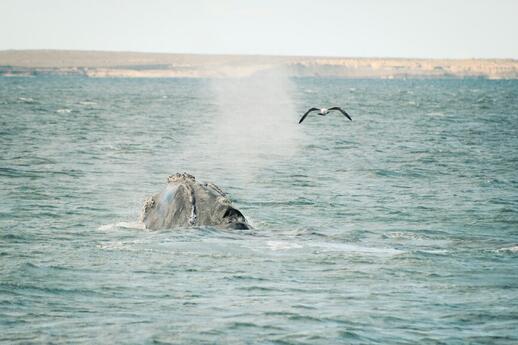 Puerto Madryn