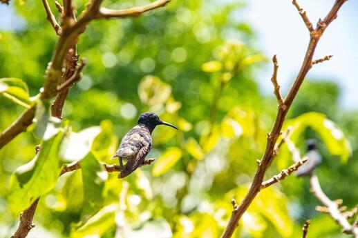 Oiseau réserve de Cockscomb