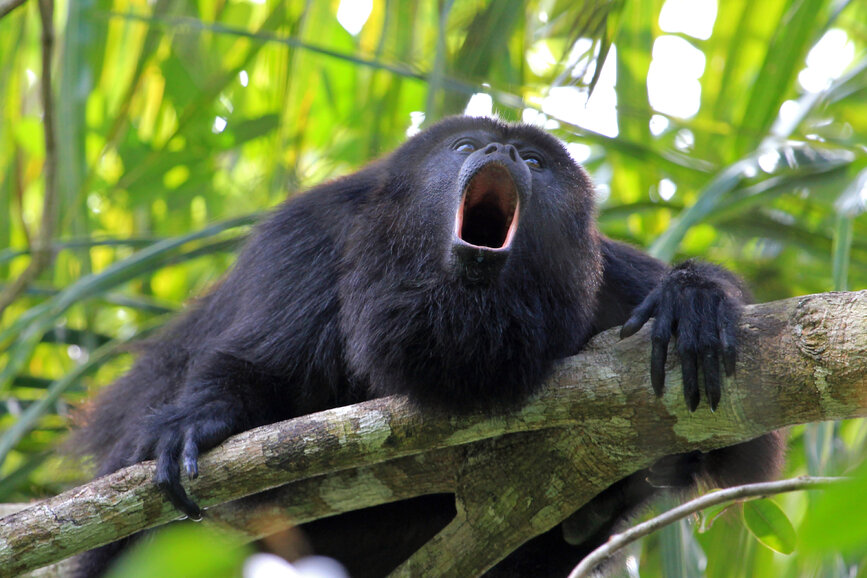 © Shutterstock - reisegraf.ch Singe hurleur