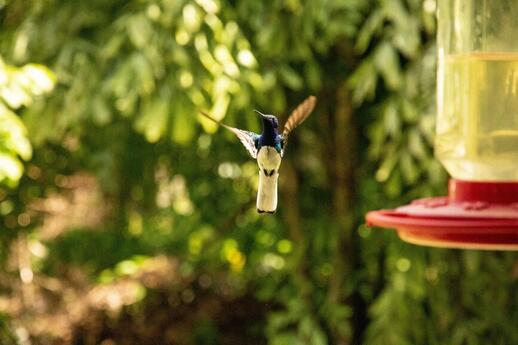 © Unsplash - Robin Canfield Zoo Belize