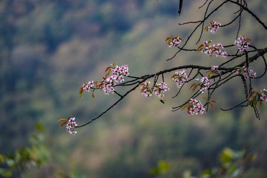 © Unsplash - Pema Gyamtsho Wangdue Phodrang