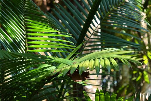 © Unsplash - Orlando Garcia Balade dans la jungle et maison de riverains