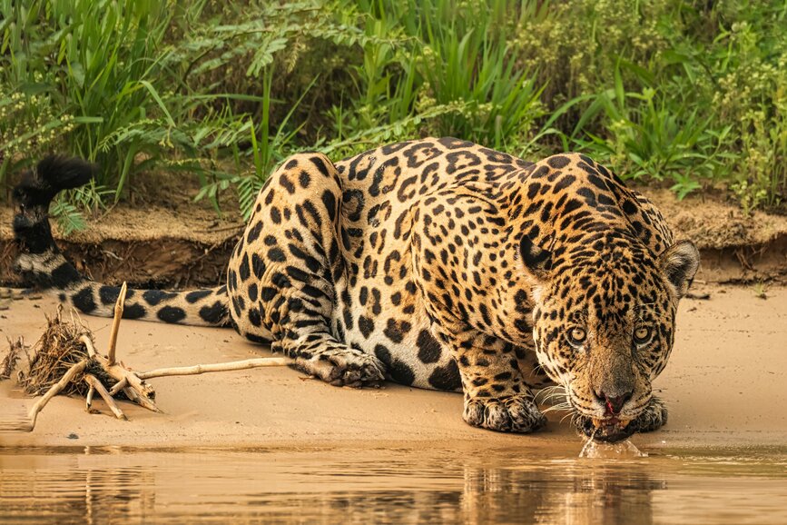 © Unsplash - Joanne de Graaff Pousadas do Pantanal Nord