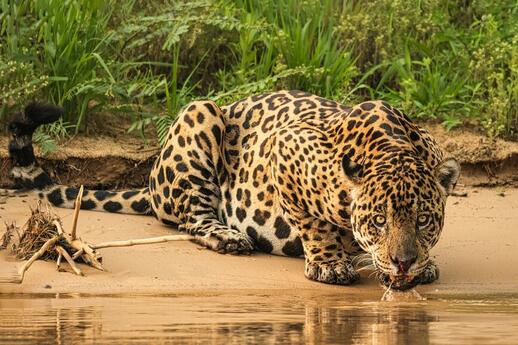 © Unsplash - Joanne de Graaff Pousadas do Pantanal Nord