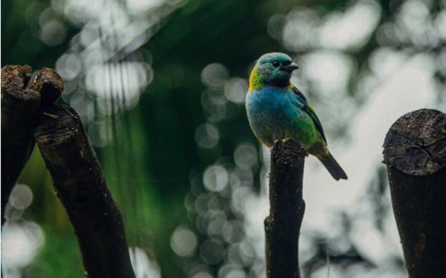 © Unsplash - Bob Moraes Randonnées depuis Parati