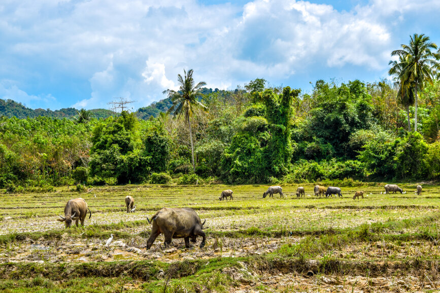 © Shutterstock - tenkl Rizières