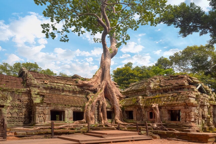 © Shutterstock - muratart M Arbre ruines temple