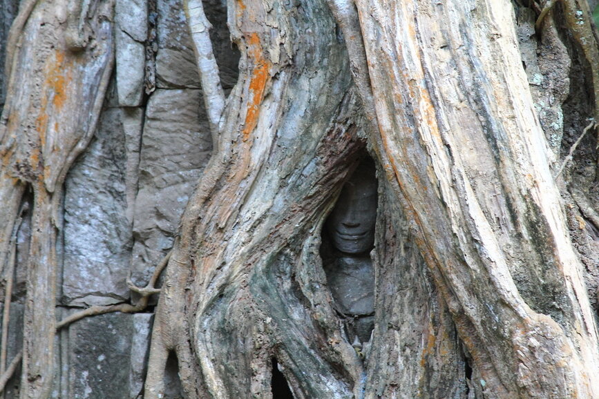 © Shutterstock - toiletroom Temple statue prise dans les arbres