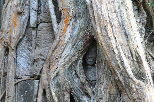 Temple statue prise dans les arbres