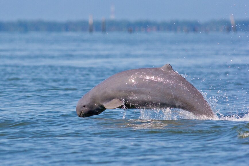 © Shutterstock - aDam Wildlife Dauphin Irrawadi