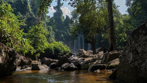 Cascade jungle