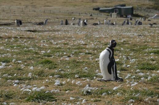 Colonie de pingouins de Seno Otway