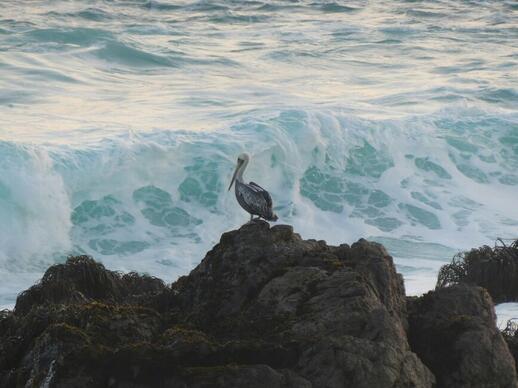 Isla Negra