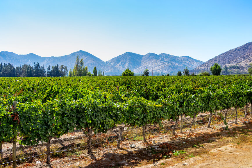 © Shutterstock - Tetyana Dotsenko Tour des vignobles de la vallée de Maipo