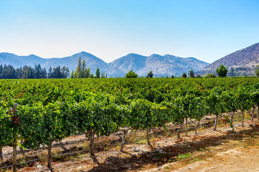 Tour des vignobles de la vallée de Maipo