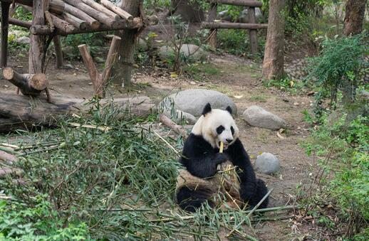 Le panda géant du Sichuan
