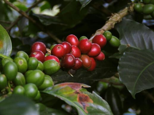 © Unsplash - Andres Hernandez Grains de café