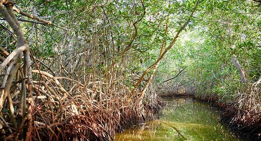 © Shutterstock - Jennifer Stone Tour de pirogue dans la mangrove