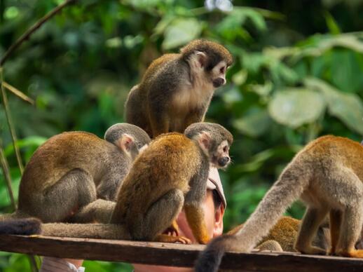 © Shutterstock - Nowaczyk Petits singes d'Amazonie