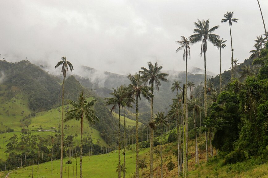 © Unsplash - Nicole Arango Lang La Vallée de Cocora