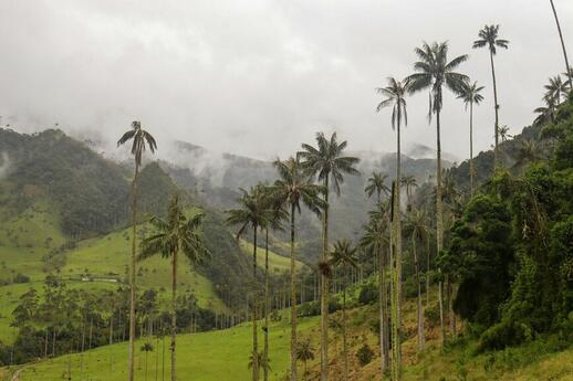 © Unsplash - Nicole Arango Lang La Vallée de Cocora