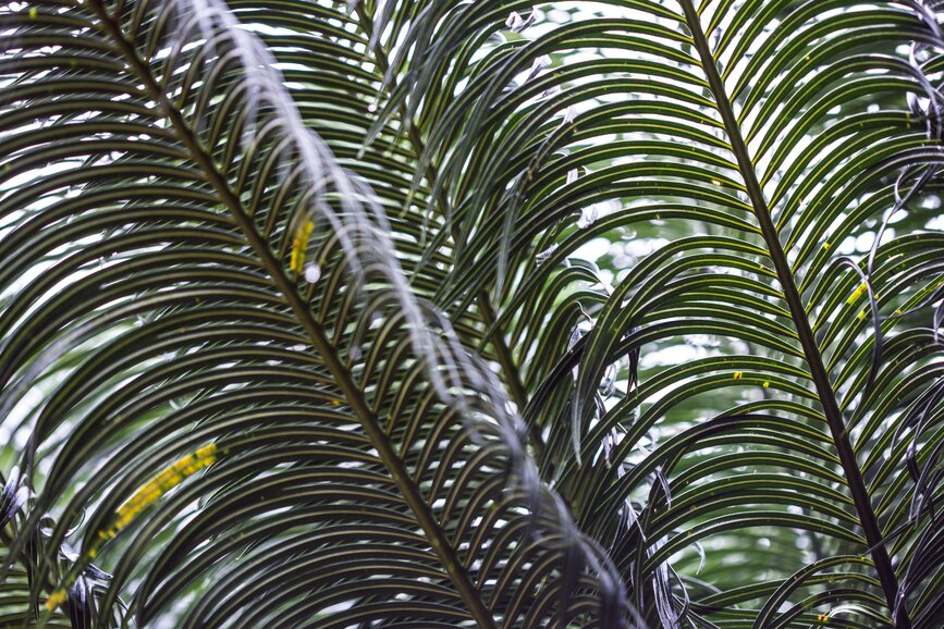 © Unsplash - Milada Vigerova communauté indienne Kekoldi