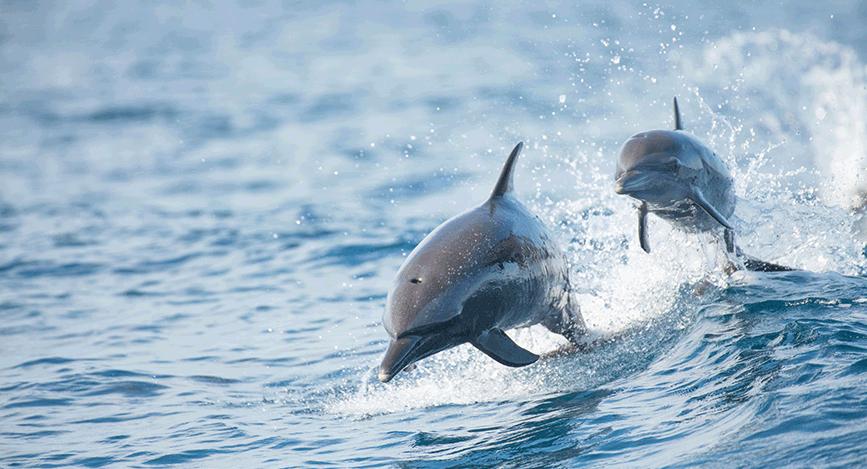 © IStock - Dave Hamilton Croisière en voilier à Tamarindo