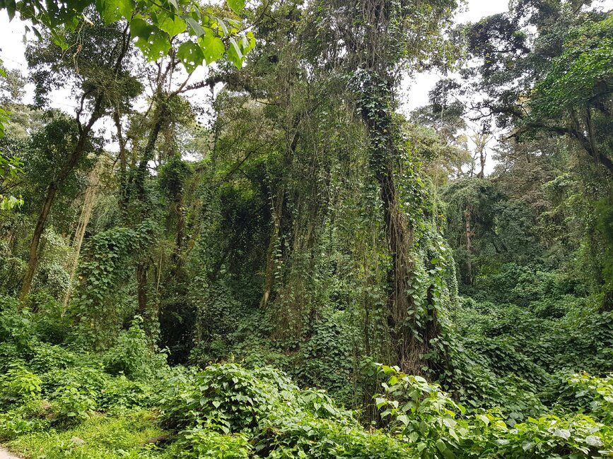 © Unsplash - William Ferme écologique au Costa Rica