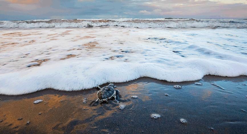 © IStock - KenCanning Observation nocturne des tortues