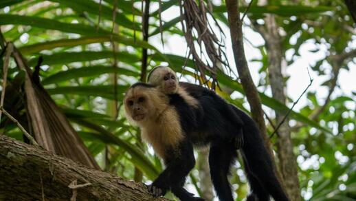 Parc national Cahuita