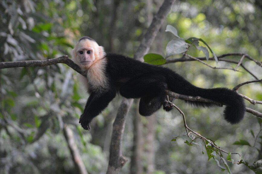 © Unsplash - Joy Ernst Parc national Manuel Antonio