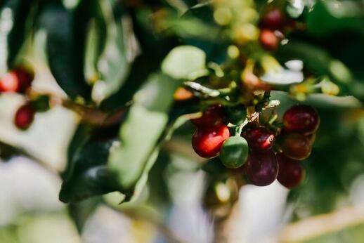 Plantation de café