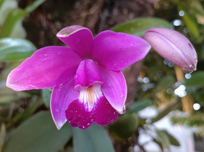 © Unsplash - Dieny Portinanni Jardin botanique