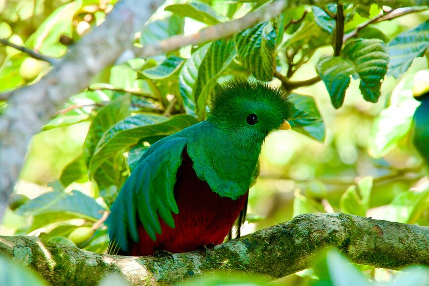 © Unsplash - Aleksandar Popovski Quetzal Quest