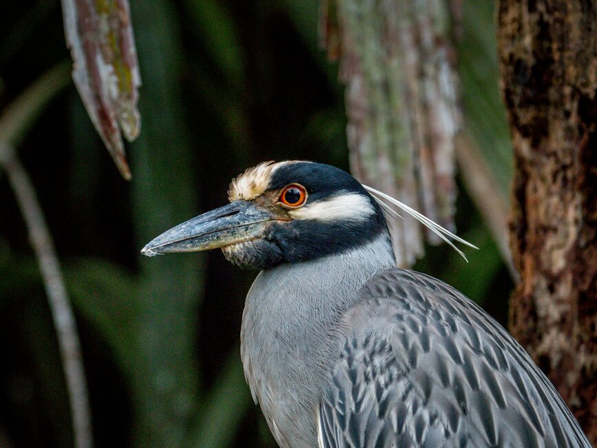 © Unsplash - Ray Harrington Randonnée dans la jungle de Tortuguero