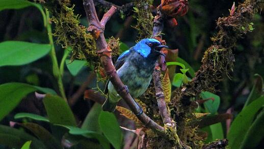 Observation des oiseaux