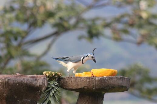 © Unsplash - Chris Day Parc Arenal