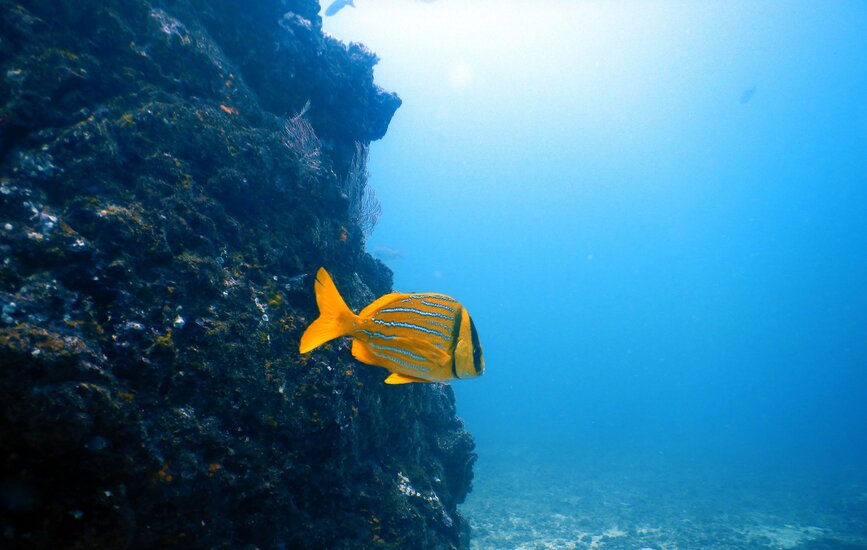 © Shutterstock - Pascal Vosicki Snorkeling Isla del Caño