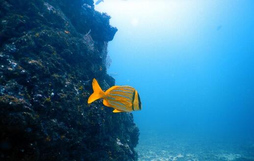 Snorkeling Isla del Caño