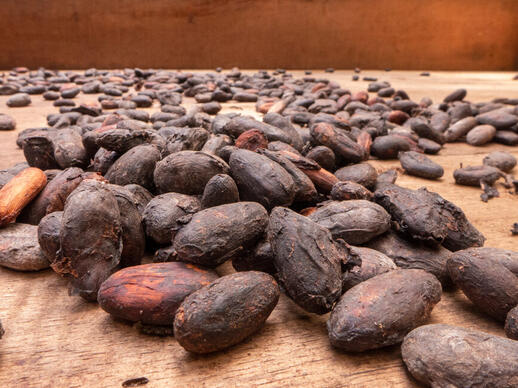 Visite d'une plantation de cacao