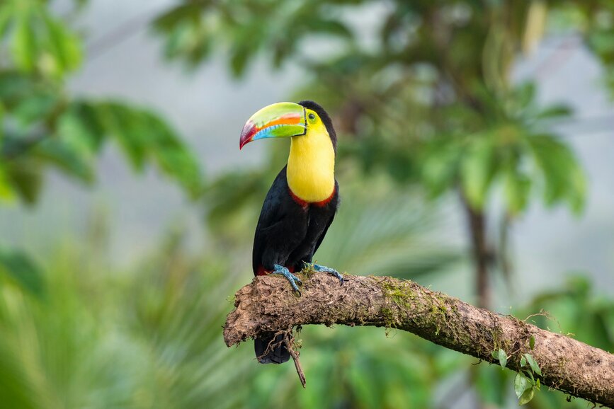 © Unsplash- Rico meier Boca Tapada au Costa Rica