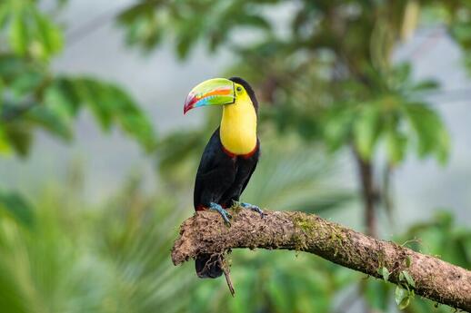 Boca Tapada au Costa Rica